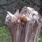 Texas Brown Tarantula