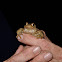 Common Toad