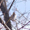 Fox Sparrow