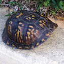 Eastern Box Turtle