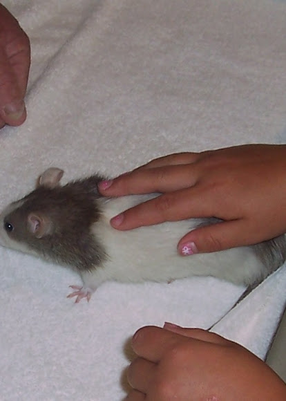 Spotting Image 1