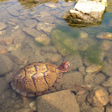 Box Turtle