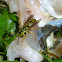 Southern Yellowjacket