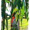 Eucalyptus