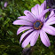 Dimorphotheca