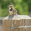 Western meadowlark