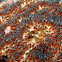 Saddleback Anemonefish Eggs