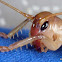 Striped Raspy Cricket
