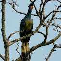 Great Blue Turaco