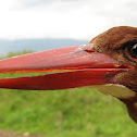 Philippine White-Throated Kingfisher
