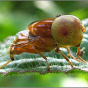 Baby Fly