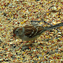 Field Sparrow