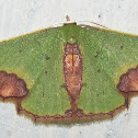 Geometridae