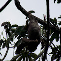 Three toed sloth