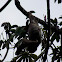 Three toed sloth