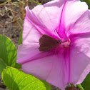 Ocala Skipper