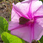 Ocala Skipper