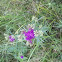 Ironweed