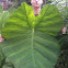 elephant's ear