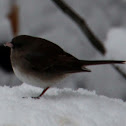 Dark-eyed Junco