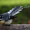 Grey Fantail