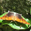 Question Mark North American nymphalid