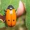 Clytra sexpunctata