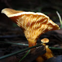 Austropaxillus infundibuliformis