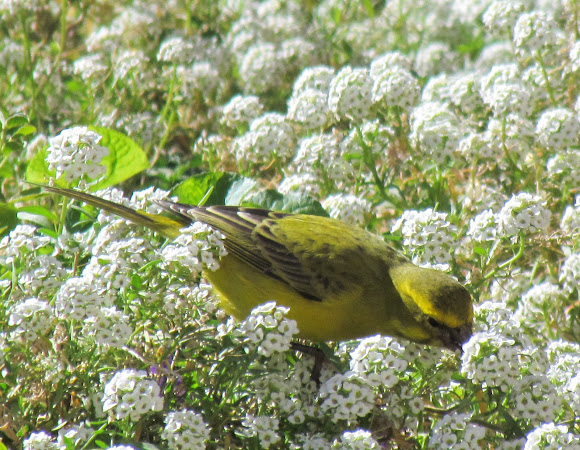 Spotting Image 1