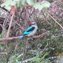 Mangrove Kingfisher