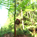 Bracken fern