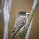 Eastern Phoebe