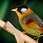 Silver Eared Mesia
