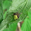 Eriophora Spider