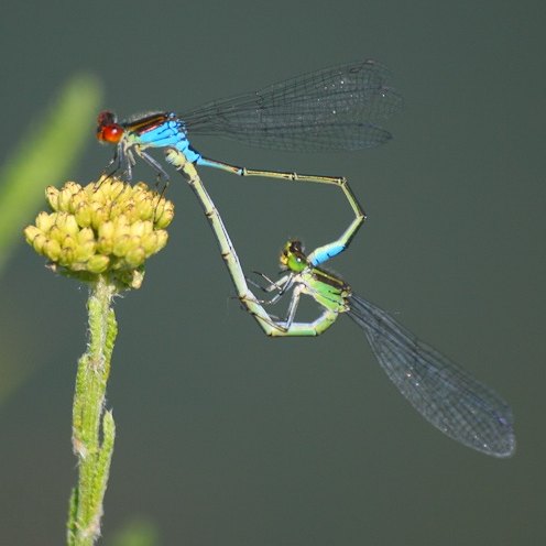Sympetrum flaveolum / Szitakötő