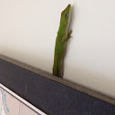Green Anole