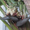 Giant Bird of Paradise