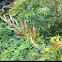 Grevillea