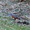 American Robin
