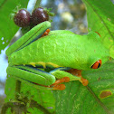 Red eyed tree frog