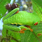 Red eyed tree frog