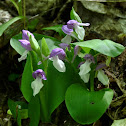 Showy Orchis