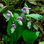 Showy Orchis