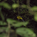 Sumatran Trogon