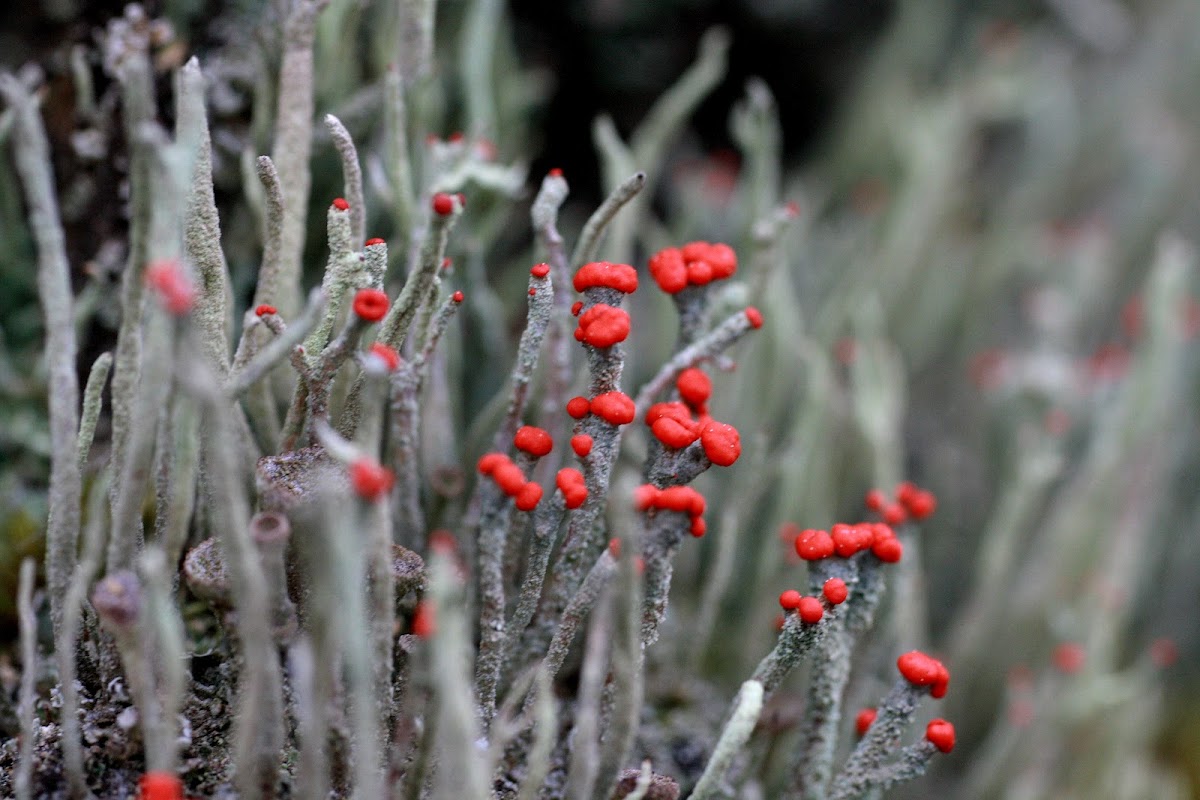 Rode heidelucifer  (Cladonia floerkeana)