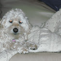 cocker poodle