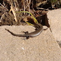 Five-lined Skink