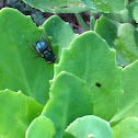 Blow fly