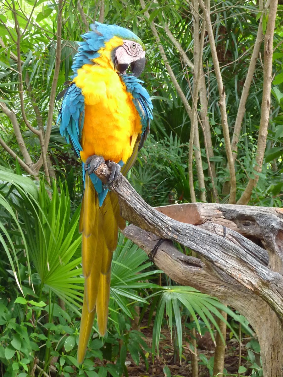 Blue-and-yellow macaw