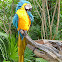 Blue-and-yellow macaw